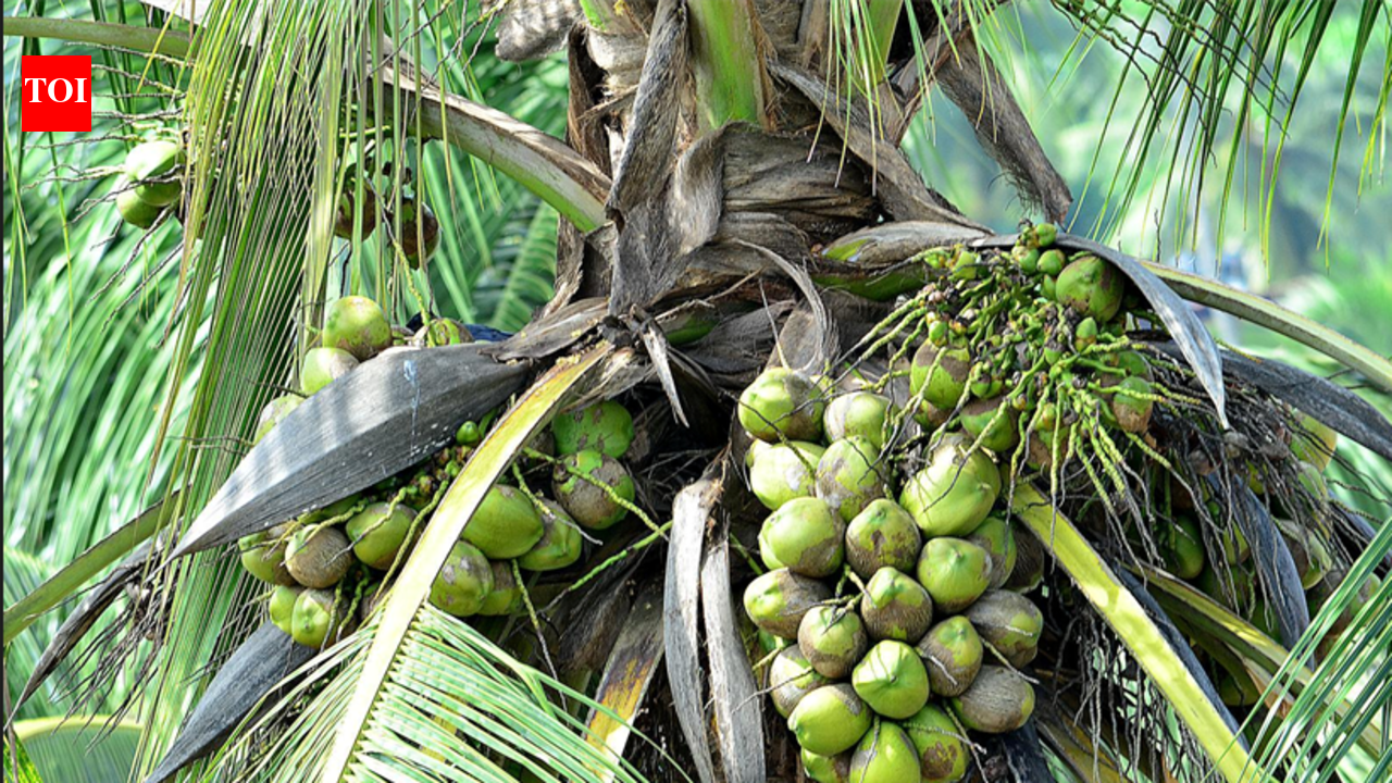 Cheer for coconut, cashew farmers, but concerns persist