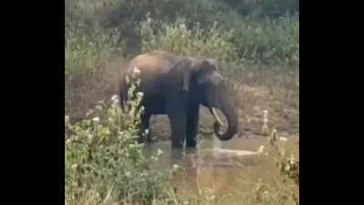Tusker triggers panic in Gundupura village