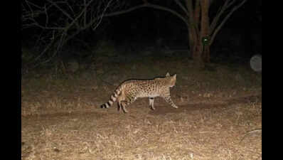 Camera trap captures first Asiatic wildcat sighting in Mangar forest in Gurgaon’s Aravalis