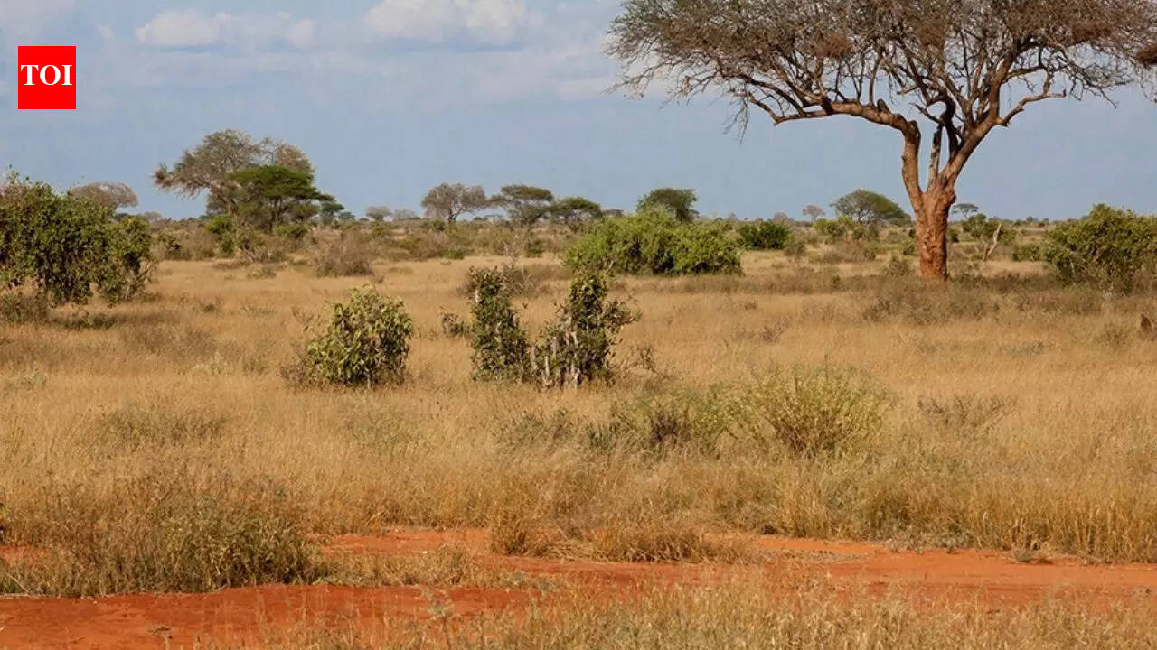 Michigan scientist uses 750-year-old Indian poems to show western India’s savannas were never ruined forests