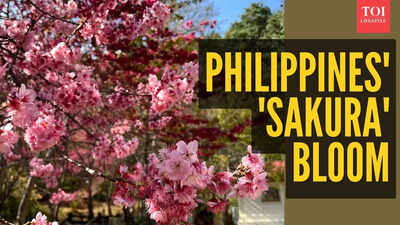 Rare cherry blossoms bloom in Philippines goes viral: Baguio Country Club sees Japan's iconic sakura after 7 years