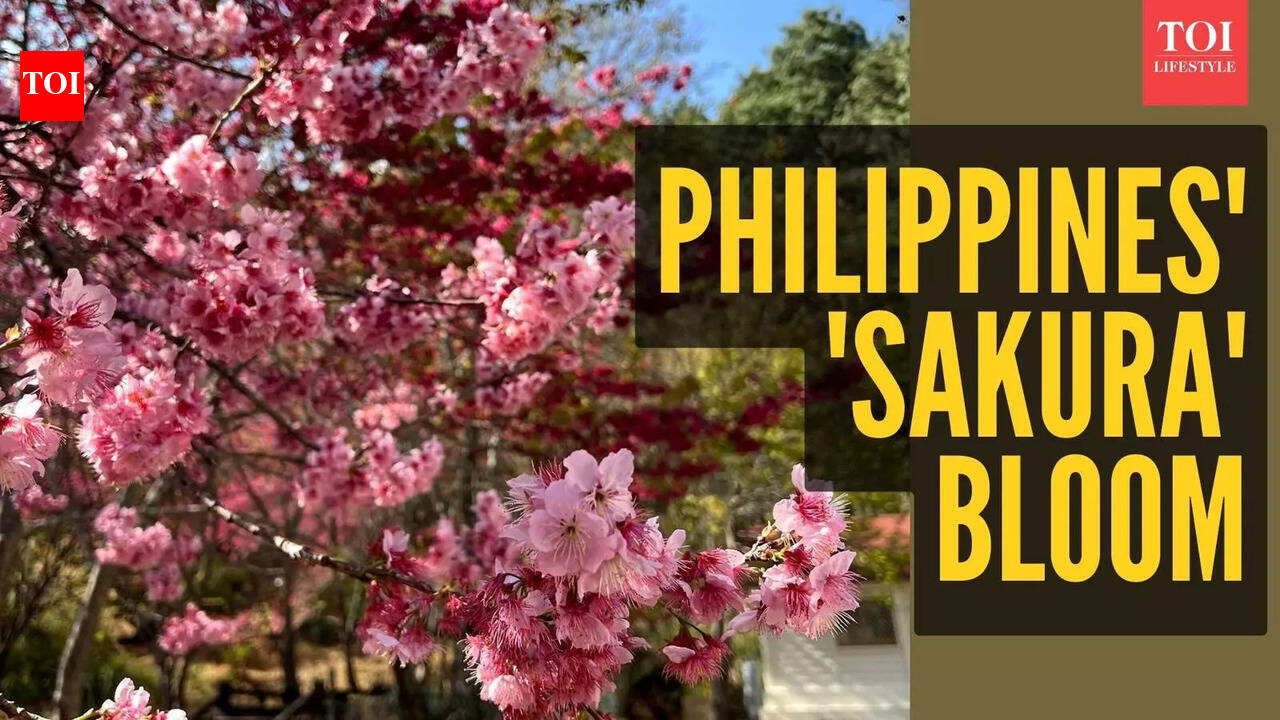 Rare cherry blossoms bloom in Philippines goes viral: Baguio Country Club sees Japan's iconic sakura after 7 years