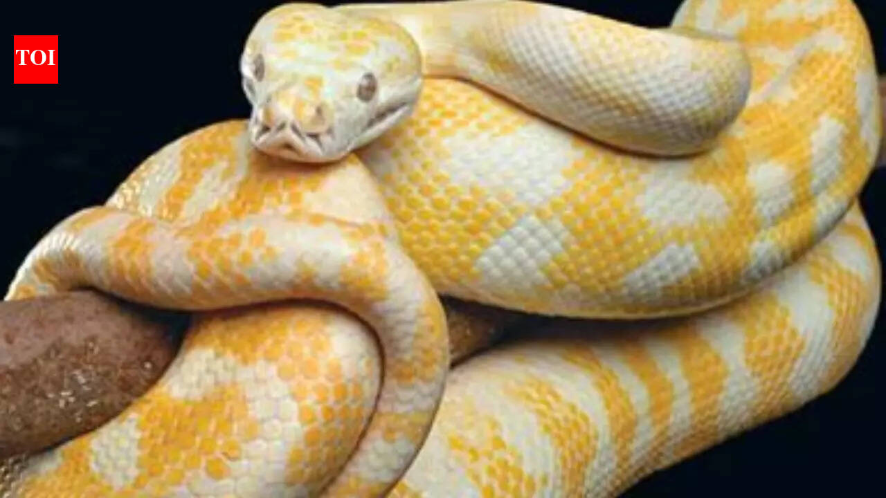 Is Lady Gaga retiring? Australia’s famous albino carpet python set to end a 20-year run at an Australian wildlife park