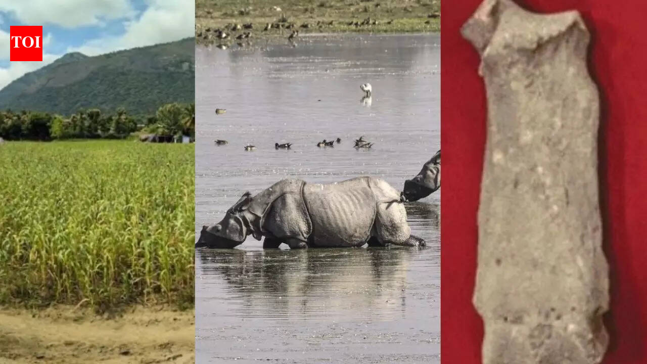 3,500-year-old rhino bone fragments found in Western Ghats rewrite India’s wildlife map