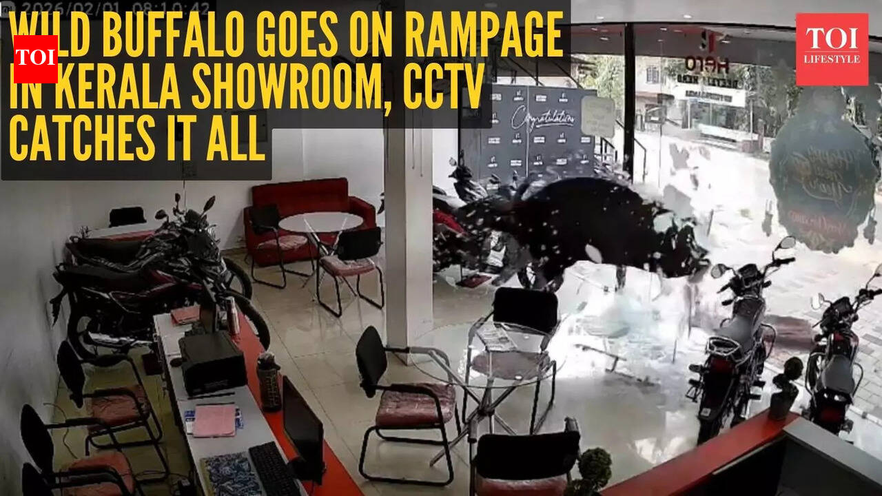 Wild buffalo goes on rampage in Kerala showroom, CCTV catches it all