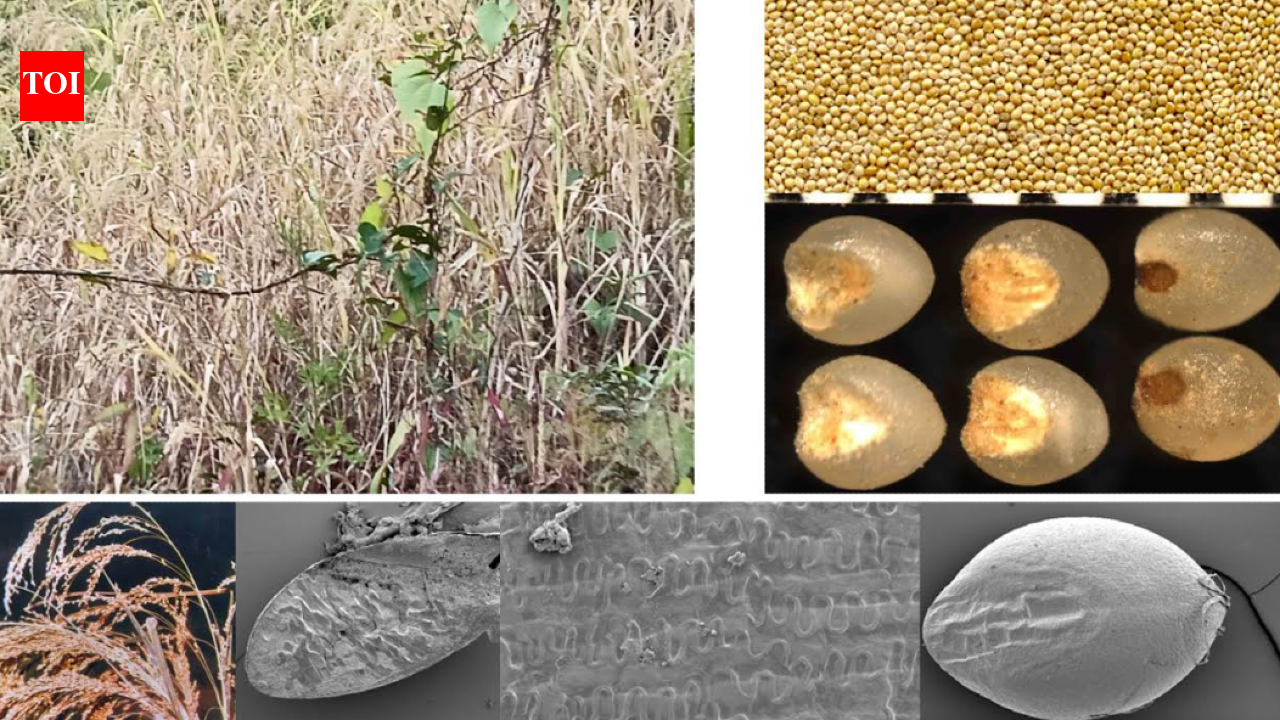 3,500 years ago, people in today’s TN ate millets, pulses: Study