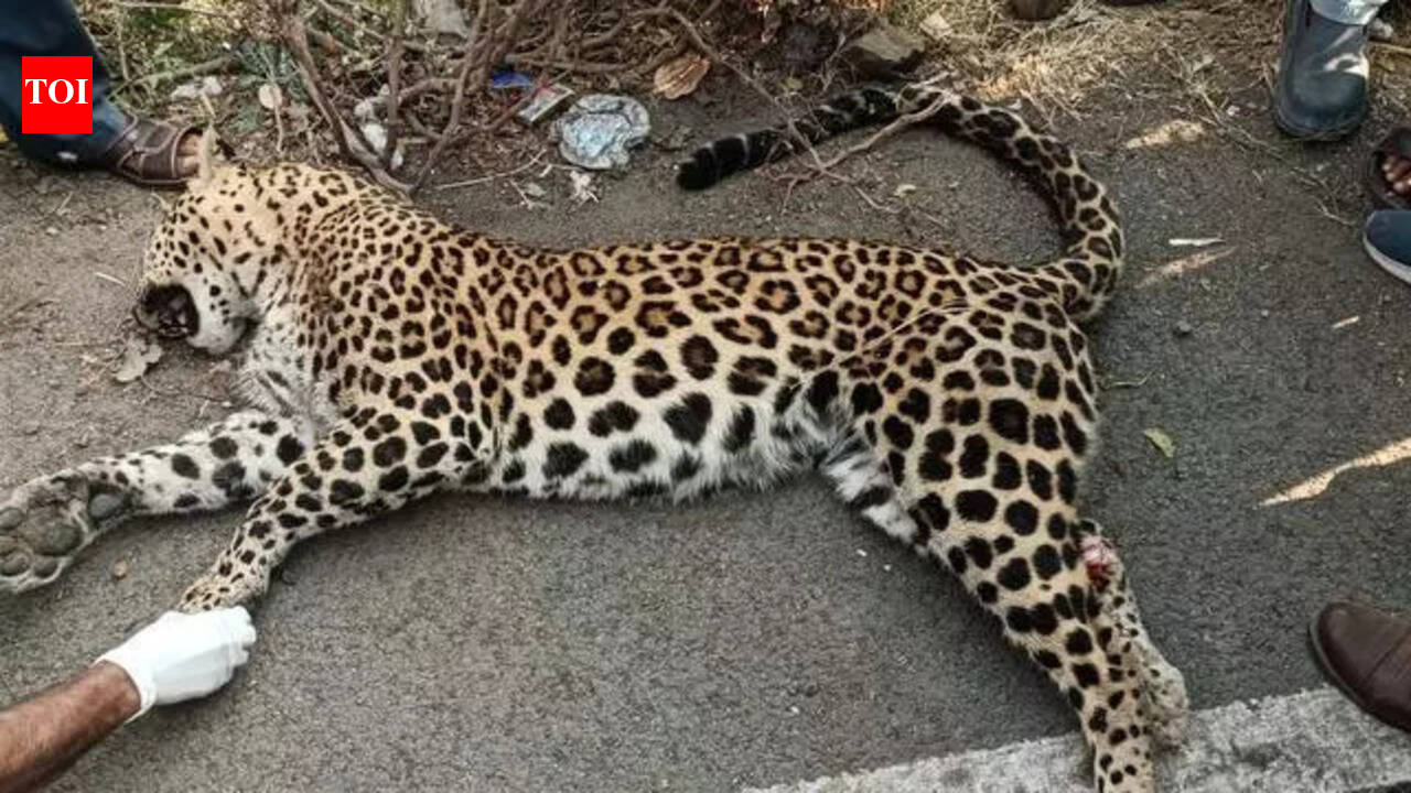 Leopard killed in road accident in Akola district | Nagpur News - The ...