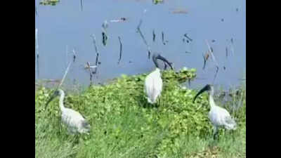 Eco-tourism: UP to work towards ‘One District, One Wetland’ vision