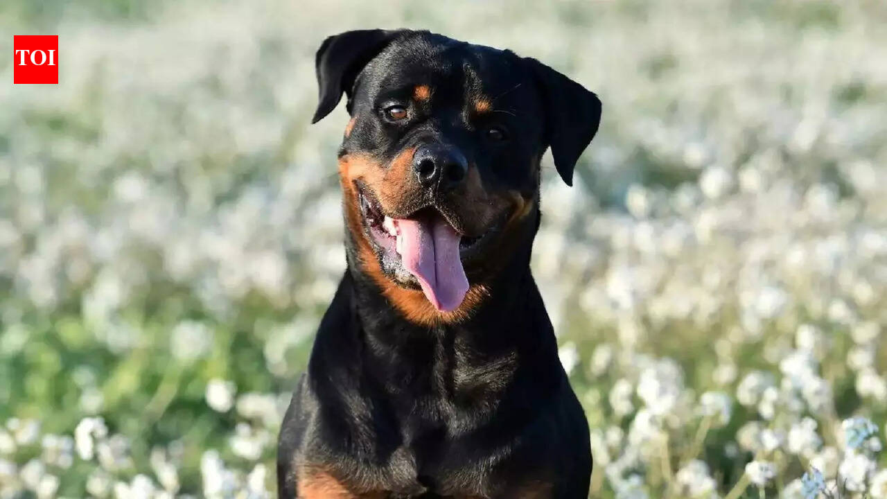 Rottweiler attack leaves Bengaluru woman with over 80 stitches