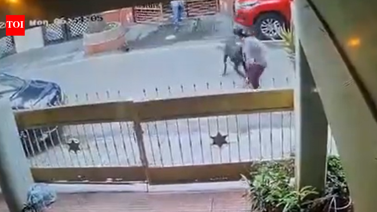 ‘Another centimetre and it was fatal’: Rottweiler mauls B'luru techie, leaves her with 80+ stitches