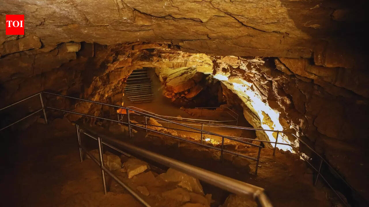 From prehistoric sharks to unusual flowers: What’s inside the world’s ...