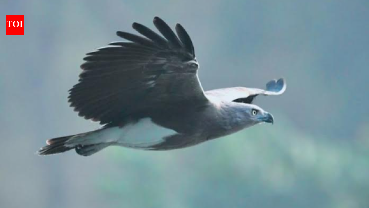 Raptor assessment conducted in Hosur forest division