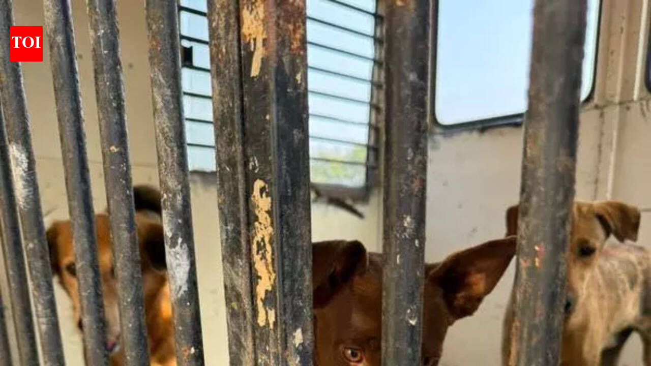 Animal Welfare activists raise concern over detention of sterilized stray dogs in Navi Mumbai