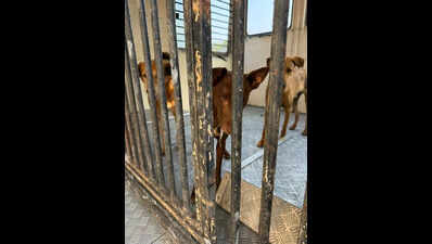 Animal Welfare activists raise concern over detention of sterilized stray dogs in Navi Mumbai