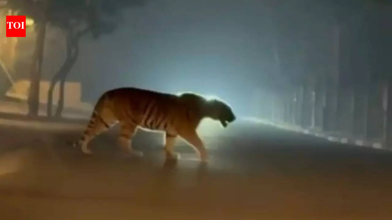 Prowling menace: Tiger sighted near Rajahmundry after crossing Godavari; authorities deploy drones and rapid response teams
