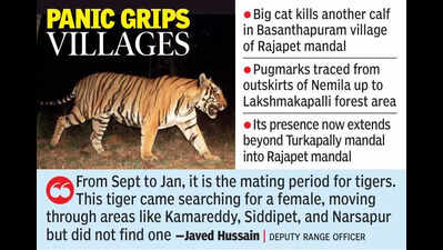Elusive tiger strikes again, kills fifth calf in Telangana’s Yadadri district