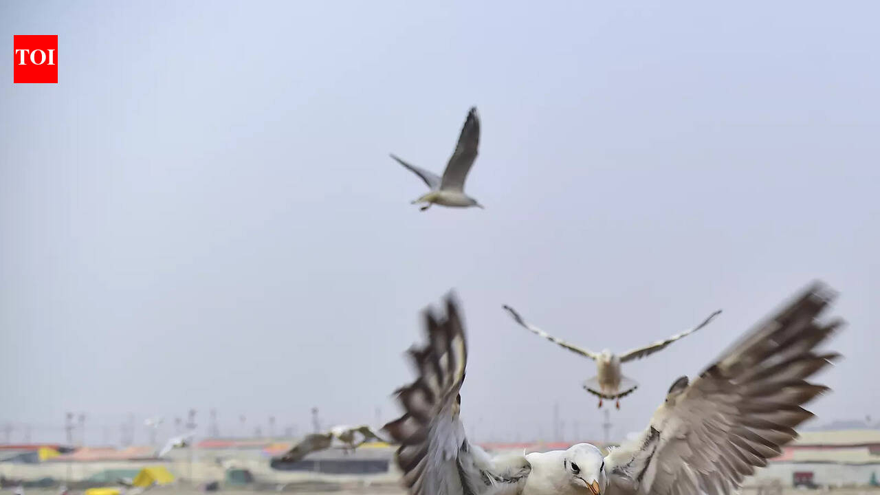 Telaiya Dam hosts 11K migratory birds this season, rare Falcated Duck sighted