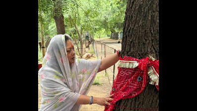 Raje backs movement to protect Khejri trees