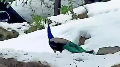 Peacocks at 6,000ft spark concerns over climate change impact