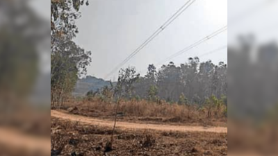 Wildlife board clears 400kV power transmission upgrade in Bengaluru tech hub