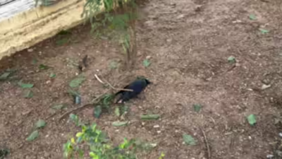 Crow deaths in Chennai due to avian influenza, Centre cautions TN