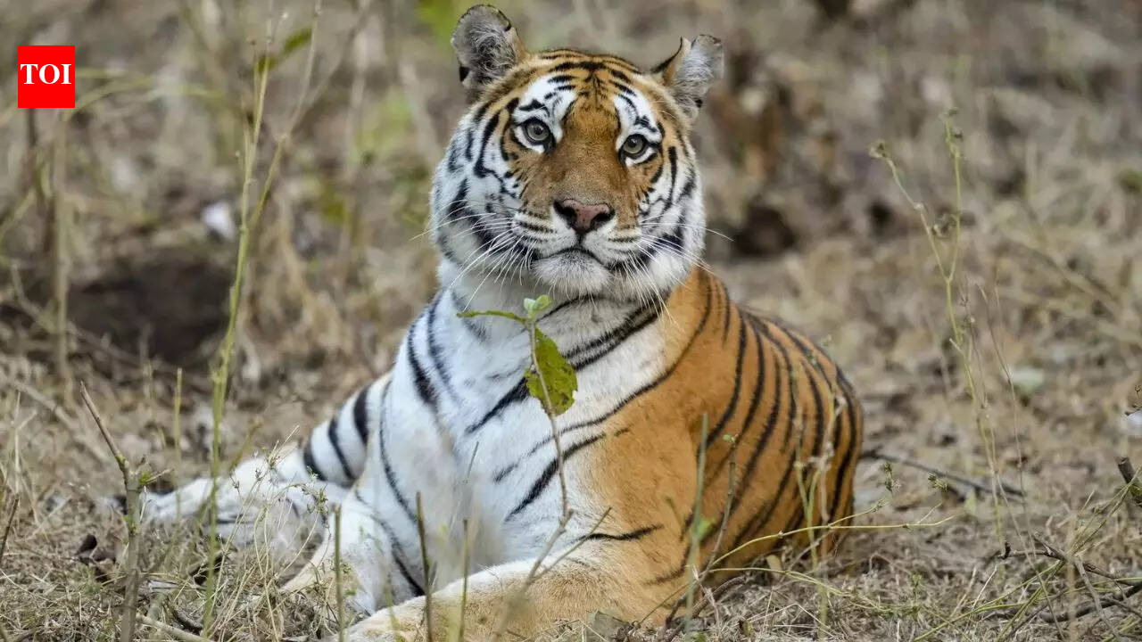Tiger from Tadoba Reserve wreaks havoc near Rajahmundry; authorities mobilise expert teams for capture