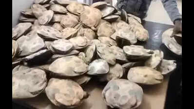 Two arrested with 148 turtles