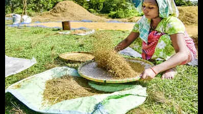 Farmers hit as paddy procurement delayed: MP