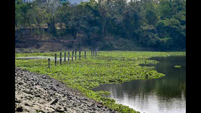 Only brute-force clean-up can save Ambazari lake, says Neeri