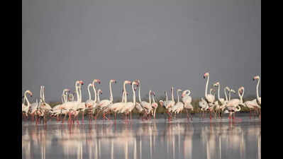 Nalsarovar bird numbers cross 5L as boating ban keeps wetland quiet