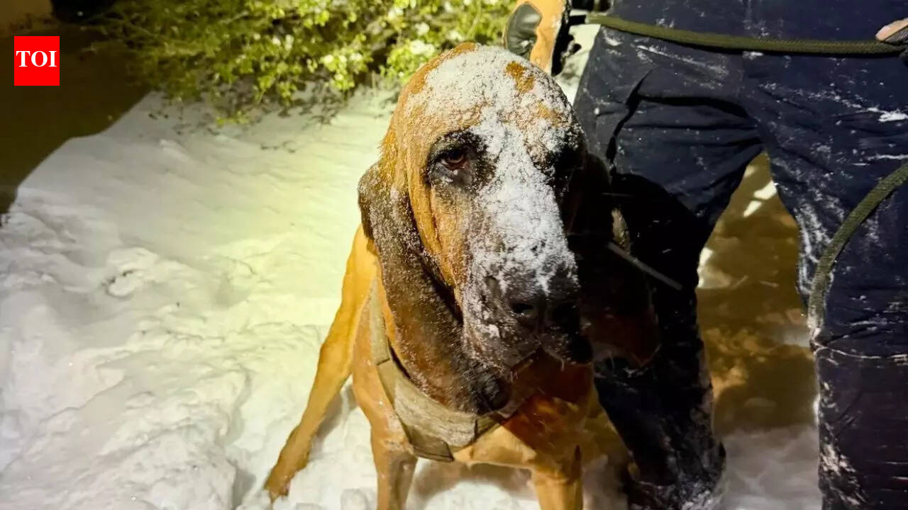 How police dog helped rescue missing boy with special needs during snowstorm in North Carolina