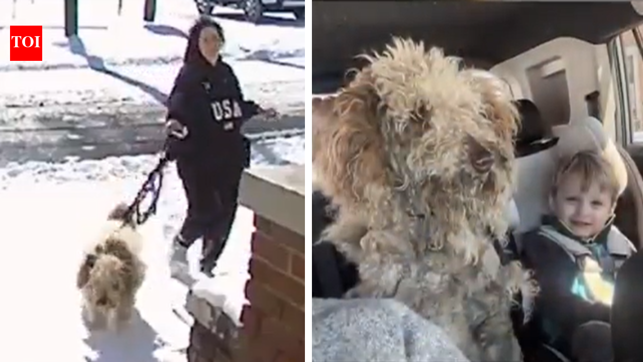 ‘Baffled and confused’: US woman faces charges for rescuing abandoned dog from freezing snowstorm – The Times of India