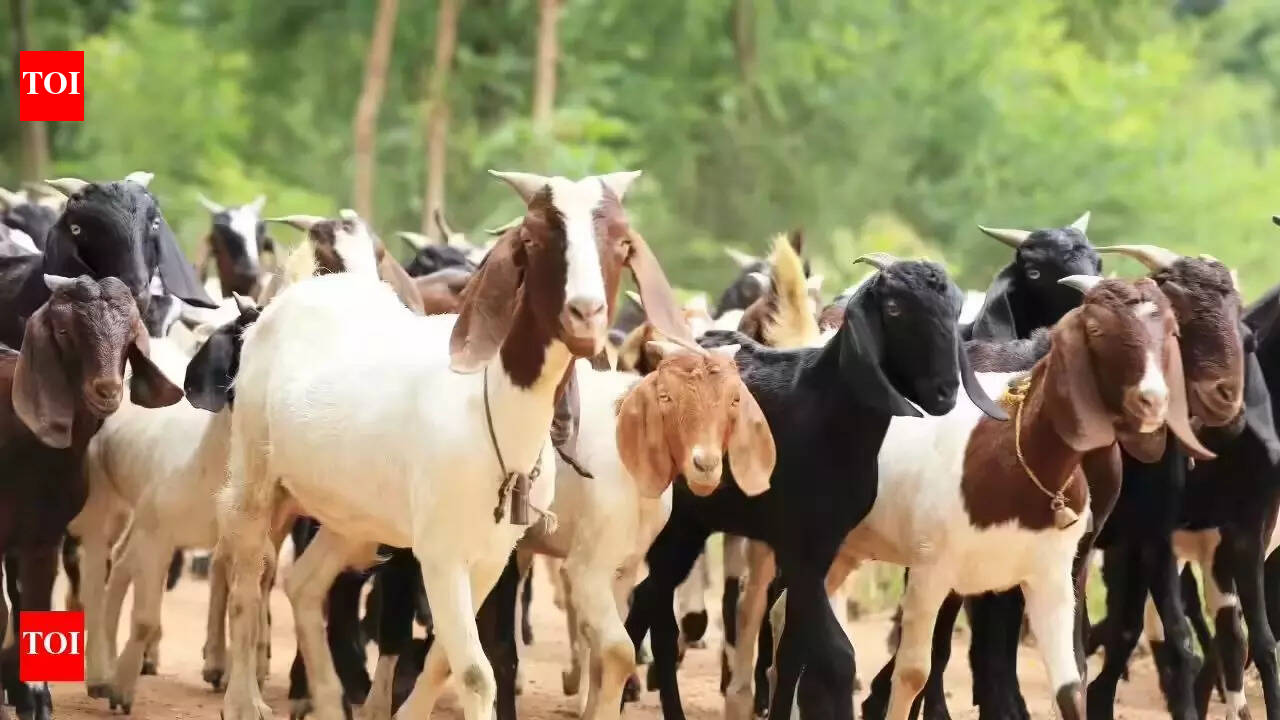 50 goats bitten on throat, left to bleed out in sacrifice ritual in Telangana village