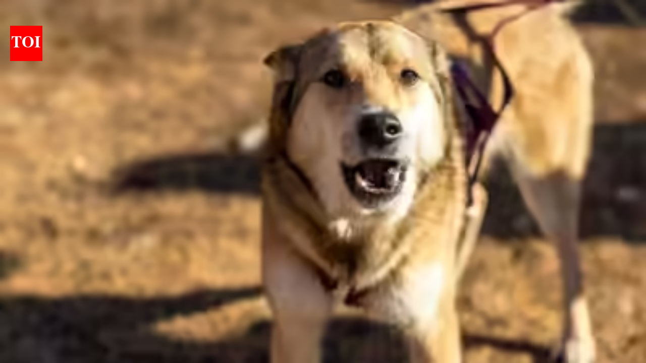 Pet shot twice for barking at another dog in UP; FIR against 2 men