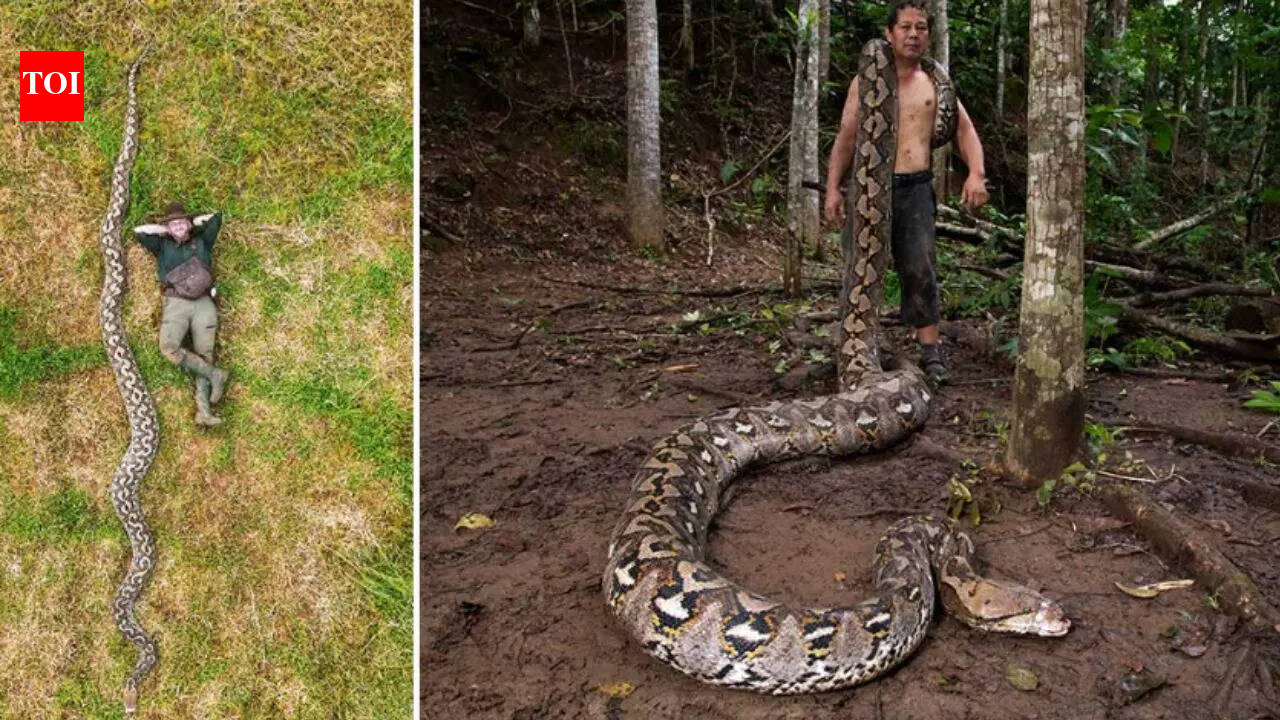Meet Ibu Baron: 23 feet reticulated python recorded as the longest wild snake in Indonesia by the Guinness World Records