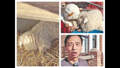 Believe it or not: A Chinese lamb that just loves to play possum