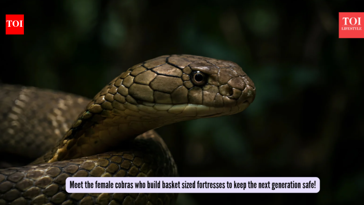 Mother cobra turned architect? Meet the female cobras who build basket-sized fortresses to keep the next generation safe!