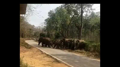 Farmer dies in elephant attack near Mysuru