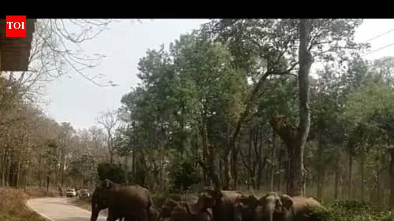 Farmer dies in elephant attack near Mysuru