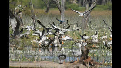 Fishing ban transforms Hadinaru lake into winter haven for bar headed geese