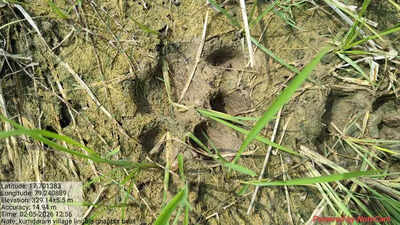 No fresh cattle kill in Anantharam; tiger moves into Jangaon dist