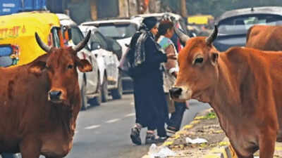 Why Delhi needs to take the bull by its horns