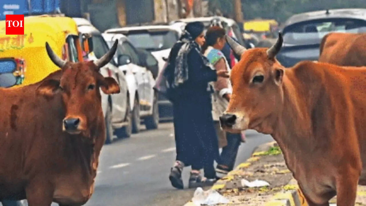 Why Delhi needs to take the bull by its horns