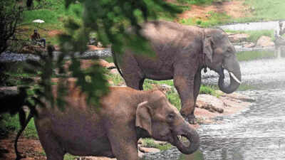 As concrete envelops Bannerghatta forests, Indian Institute of Science recommends 5km eco sensitive zone