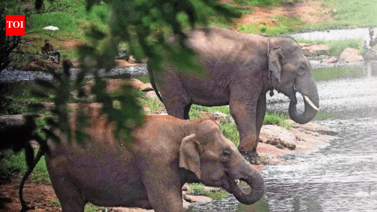 As concrete envelops Bannerghatta forests, Indian Institute of Science recommends 5km eco sensitive zone | Bengaluru News - The Times of India