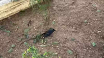  Several crow deaths reported; public health advisory issued
