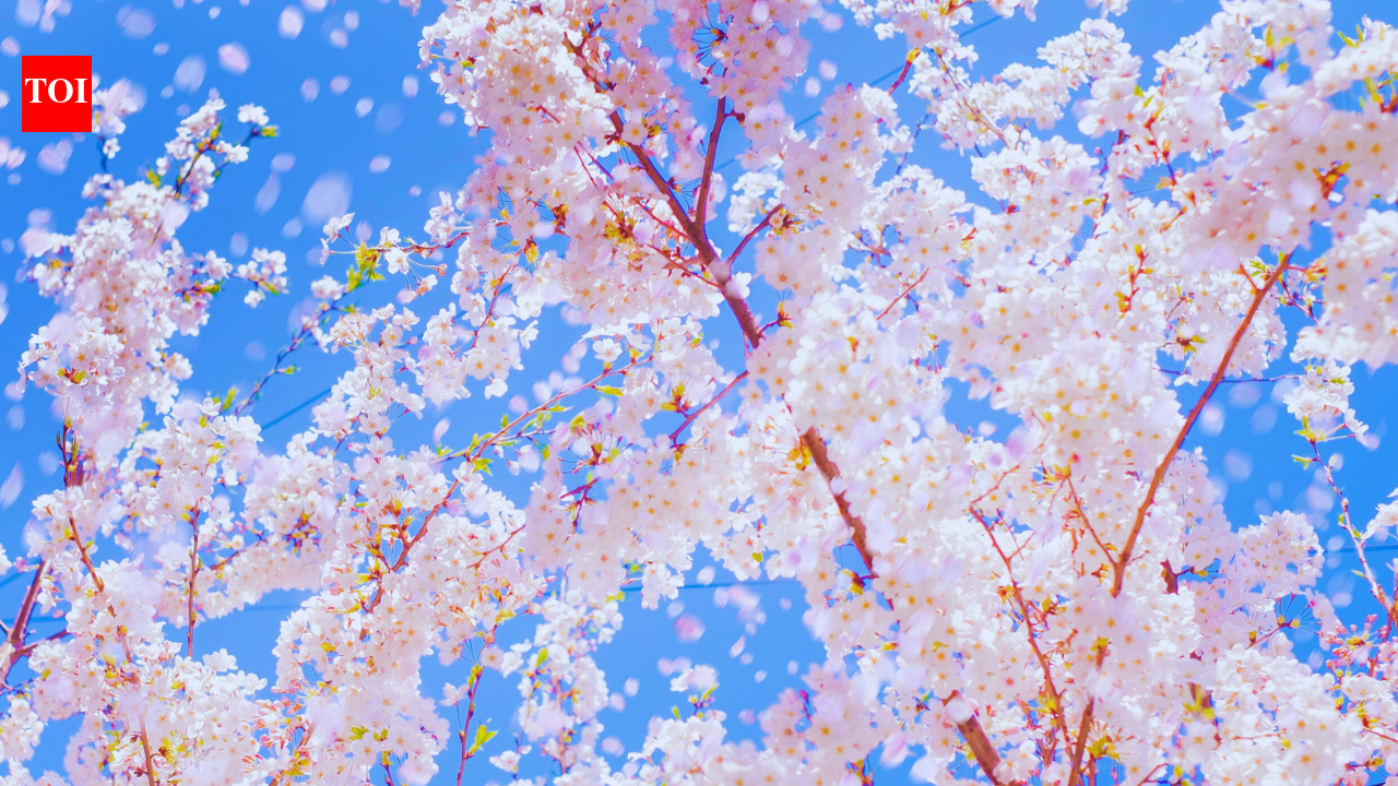 This Japan town brings the curtain down on its 10-year-old cherry blossom festival to protect the dignity of its citizens