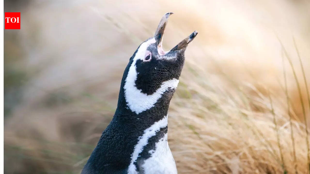 Penguins under threat! The shocking truth of ‘surplus killing’ of Patagonian Penguins even when they are NOT being eaten by pumas