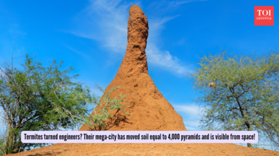 Termites turned engineers? Their mega-city has moved soil equal to 4,000 pyramids and is visible from space!