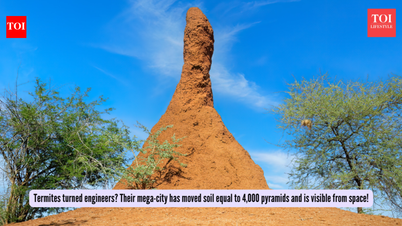 Termites turned engineers? Their mega-city has moved soil equal to 4,000 pyramids and is visible from space!